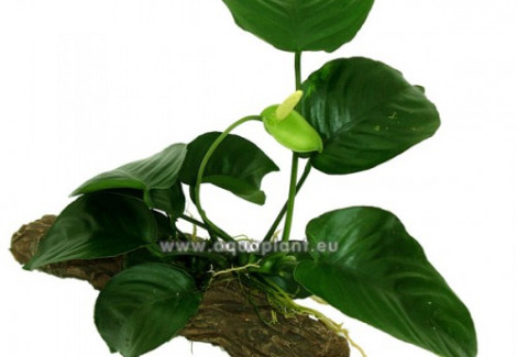 Anubias Stonewood S