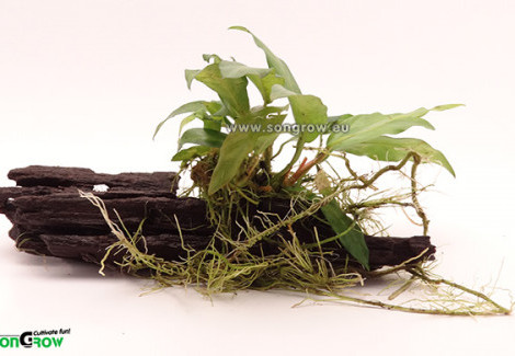 Anubias Wood S