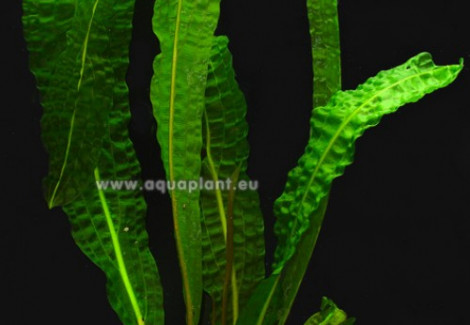 Aponogeton Boivinianus With Leaves