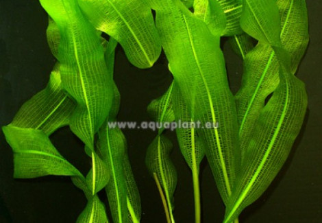 Aponogeton Henkelianus With Leaves