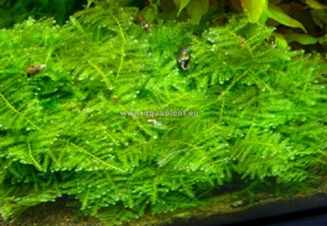 Beauty Moss On Wood S