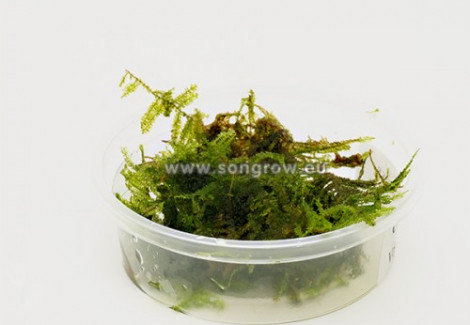 China Moss (Vesicularia Sp.) - Mini Cup 50 Ml