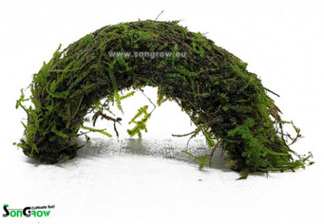 Coconut Super Wide Bridge With Moss