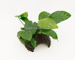 Coconut With Anubias