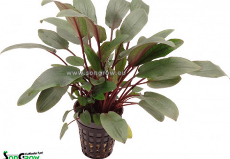 Cryptocoryne Beckettii Viridifolia