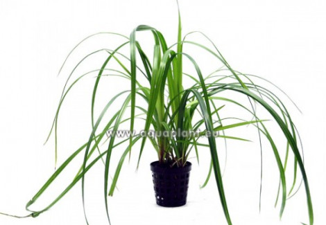 Cyperus Helferi