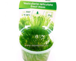 Erect Moss (Vesicularia Reticulata)