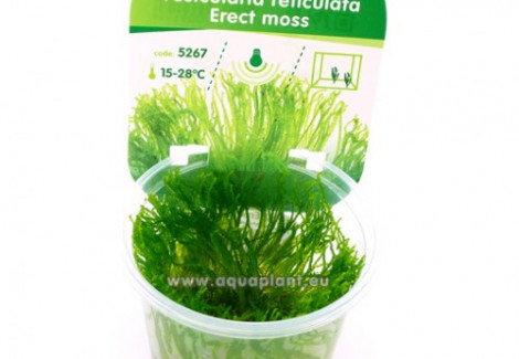 Erect Moss (Vesicularia Reticulata)