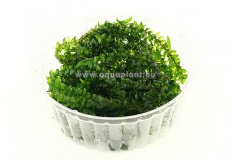 Giant Willow Moss (Fontinalis Antiperytica Var. Gigantea) - Cup 110 Ml