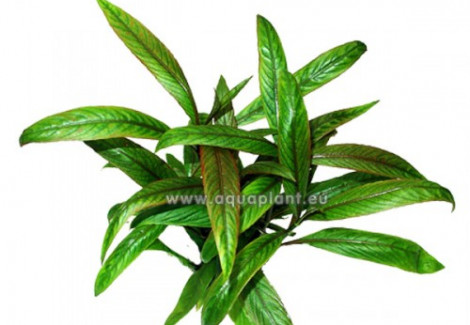 Hygrophila Red-Green