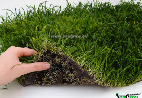 Lilaeopsis Novae-Zelandiae (Syn: L. Brasiliensis) With Moss Xxl 40X60Cm