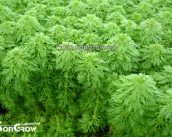 Limnophila Sessiliflora - Ambulia (Like Cabomba)