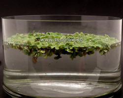 Salvinia Minima - Cup 125