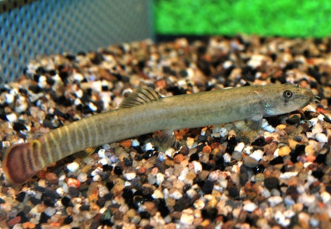 Aborichthys Elongatus M