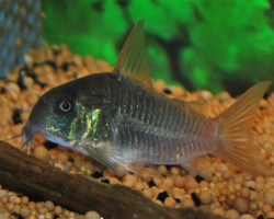 Corydoras Concolor M