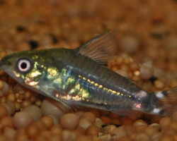 Corydoras Hastatus M