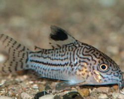 Corydoras Trilineatus S/M