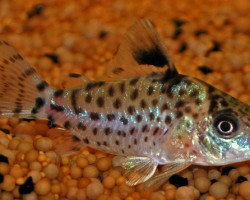 Corydoras Leucomelas L