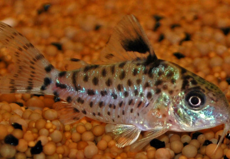 Corydoras Leucomelas L