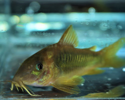 Corydoras Melanotaenia L