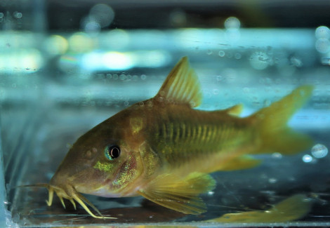 Corydoras Melanotaenia L