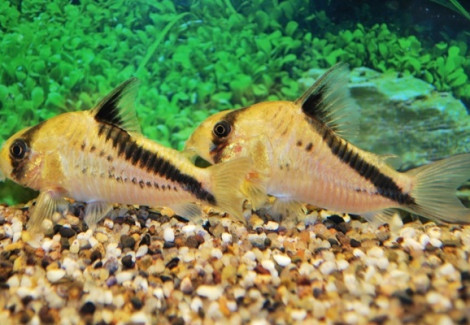 Corydoras Melini M