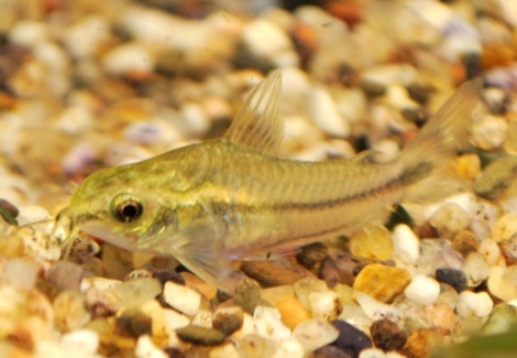 Corydoras Pygmaeus M