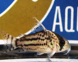 Corydoras Schwartzi L