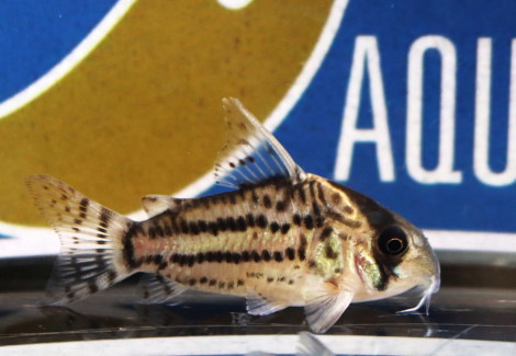 Corydoras Schwartzi L