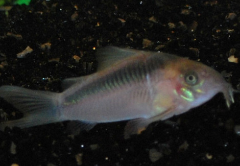 Corydoras Zygatus M/L