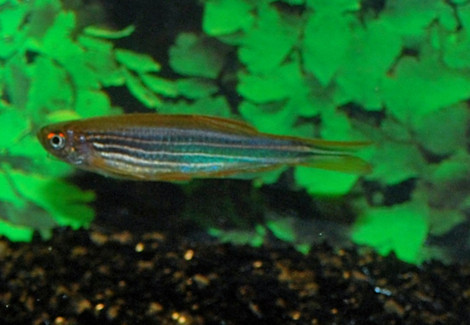 Danio Sp.Aff. Kyathit "Fire Ring" M