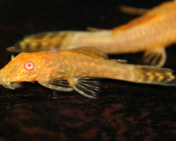 Ancistrus Gold Albino S