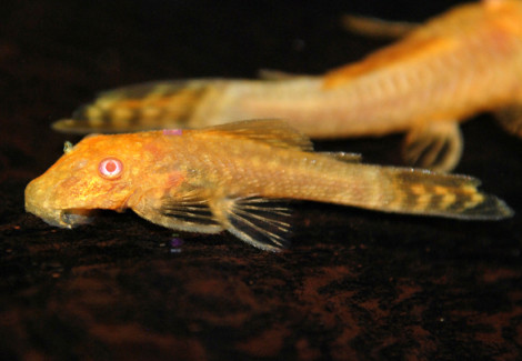 Ancistrus Gold Albino S