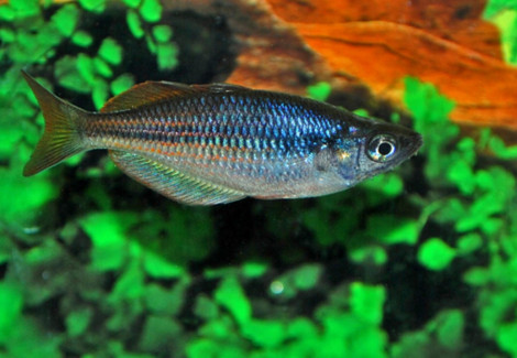 Glossolepis Multisquamatus M