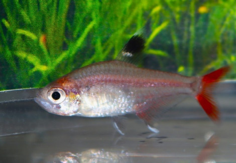 Hyphessobrycon Micropterus M