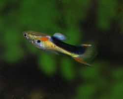 Guppy  Wingei Half Tuxedo Yellow (Coppia (Prezzo Per Singolo Pesce)) M