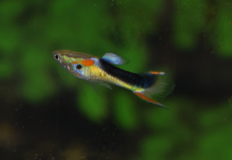 Guppy  Wingei Half Tuxedo Yellow (Coppia (Prezzo Per Singolo Pesce)) M