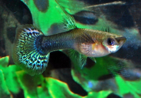 Guppy Femmina Tuxedo Spotted Tail M