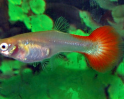 Guppy Femmina Platinum Red M