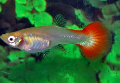 Guppy Femmina Platinum Red M