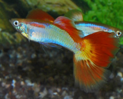 Guppy Sunset Maschio M