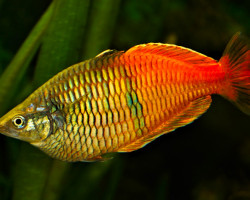 Melanotaenia Boesemani Orange M