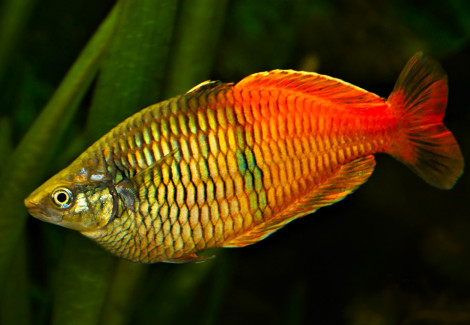 Melanotaenia Boesemani Orange M