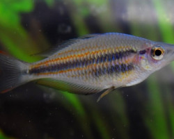 Melanotaenia Trifasciata S/M