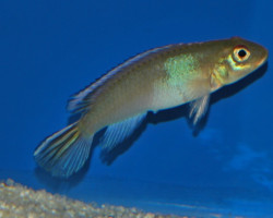 Nanochromis Parilus M