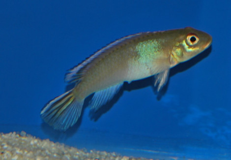 Nanochromis Parilus M