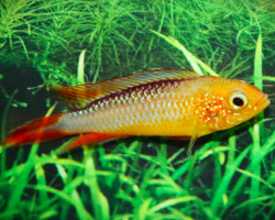 Apistogramma Agassizii Fire Fish M"