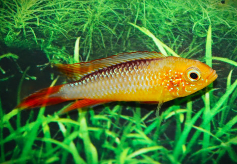 Apistogramma Agassizii Fire Fish M"