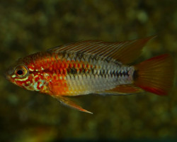 Apistogramma Macmasteri M