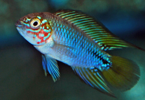 Apistogramma Sp. Opal M